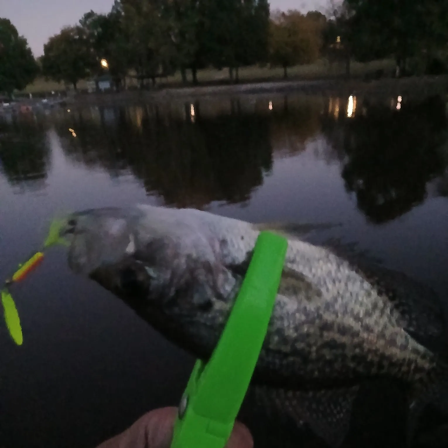 Black crappie caught on Fishbrain