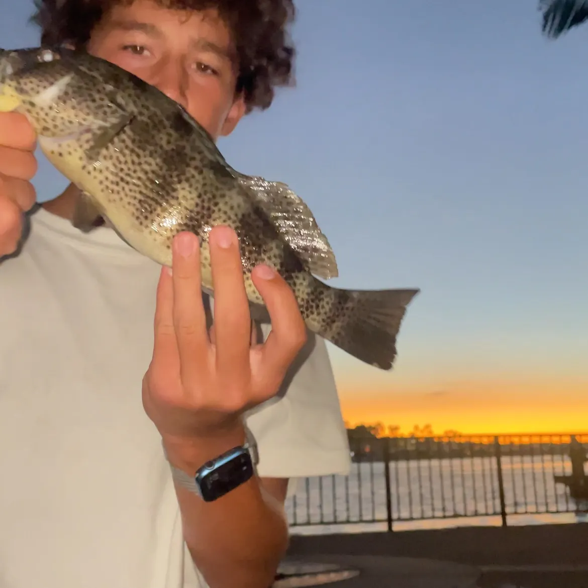 Spotted sand bass caught on Fishbrain
