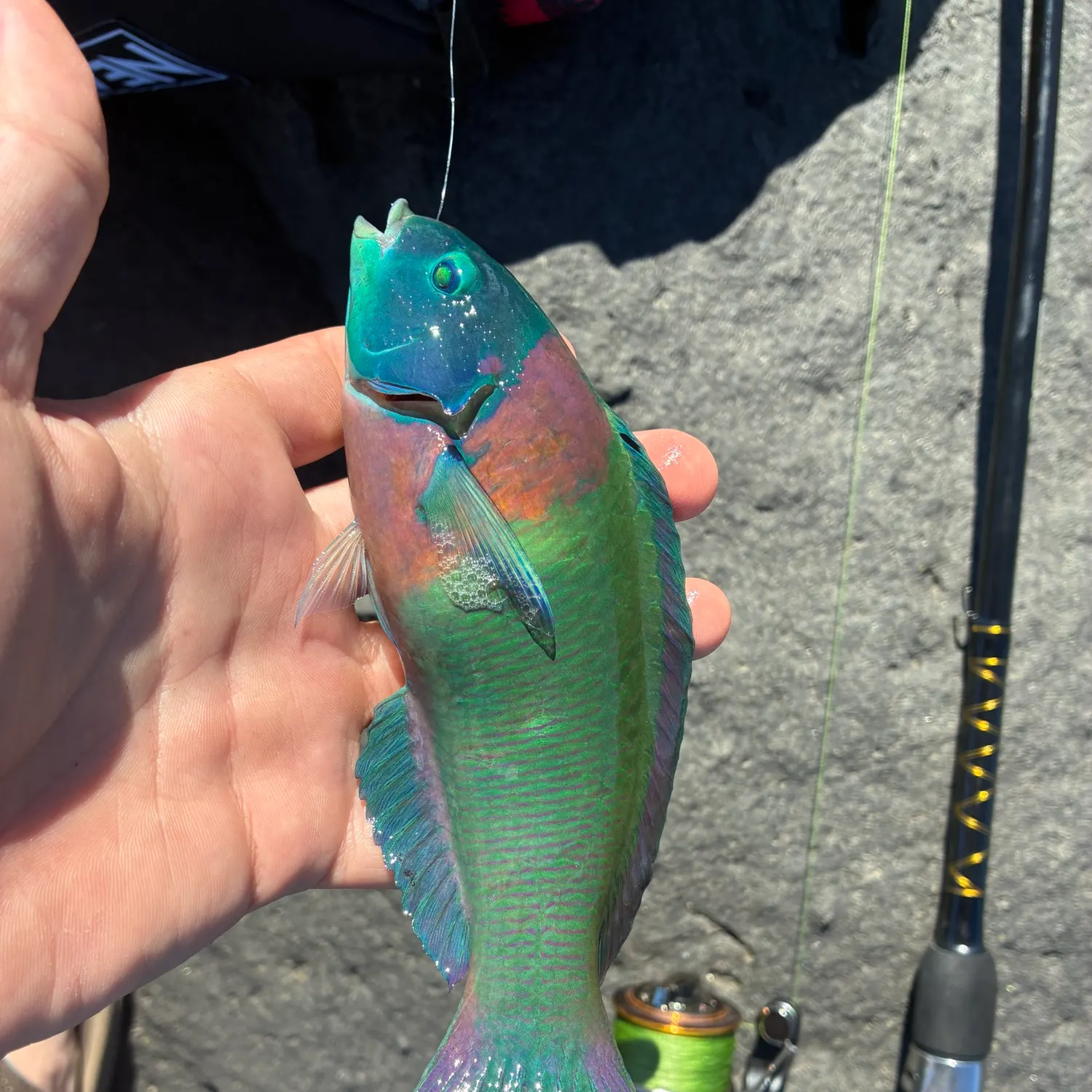 Fish caught on Fishbrain