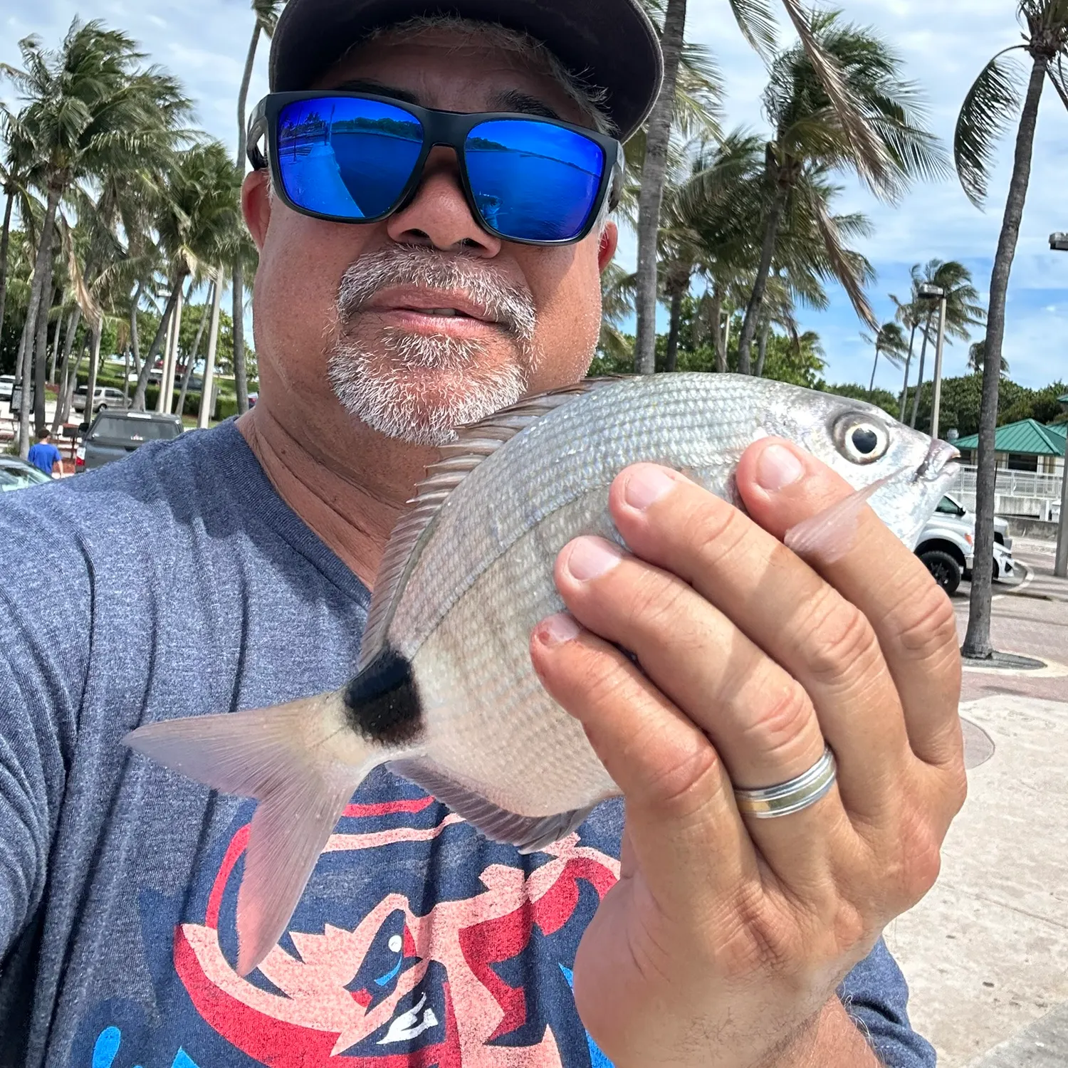 The most recent Spottail seabream catches on Fishbrain