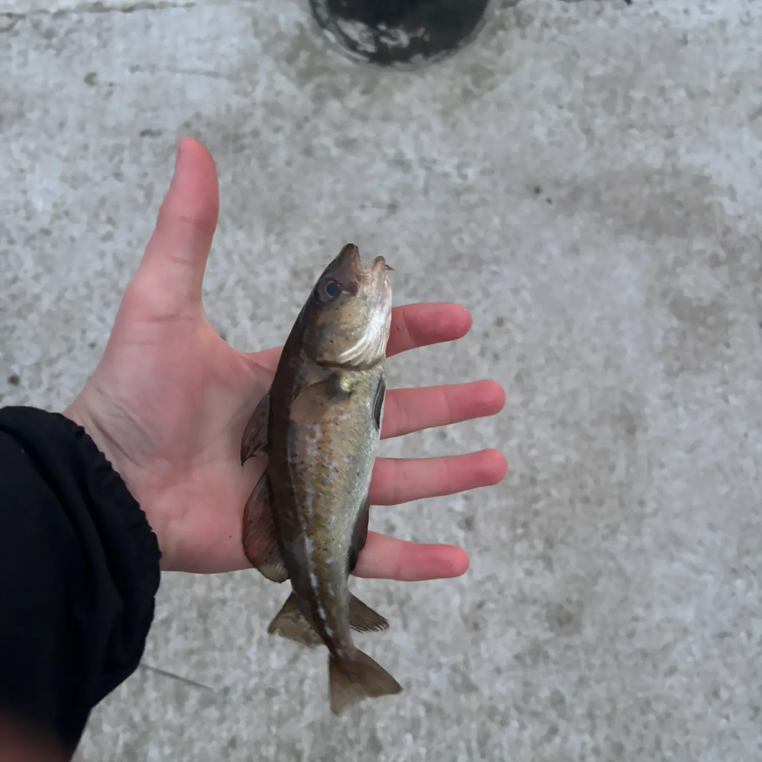 The most recent Atlantic cod catches on Fishbrain