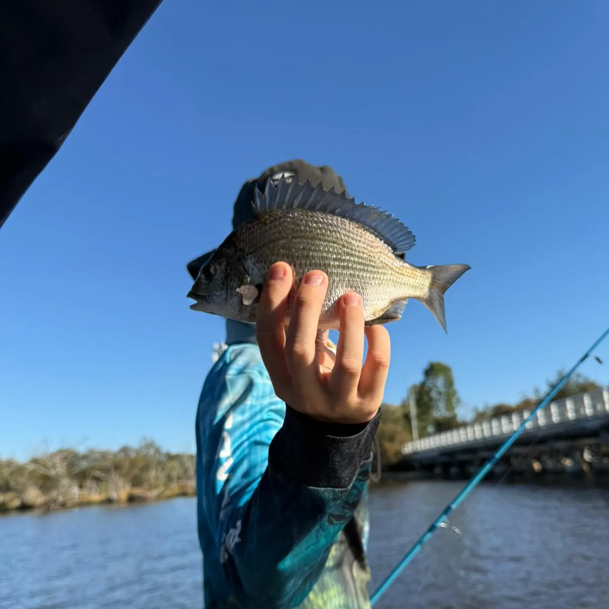 The most recent Southern black bream catches on Fishbrain