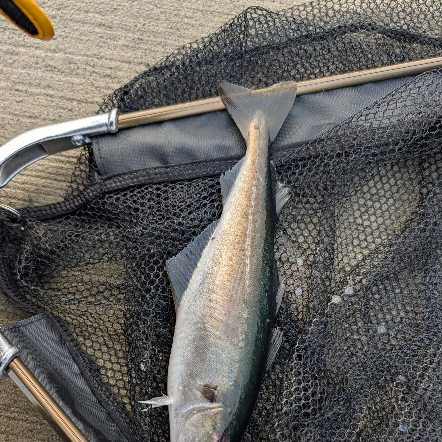 Atlantic pollock caught on Fishbrain