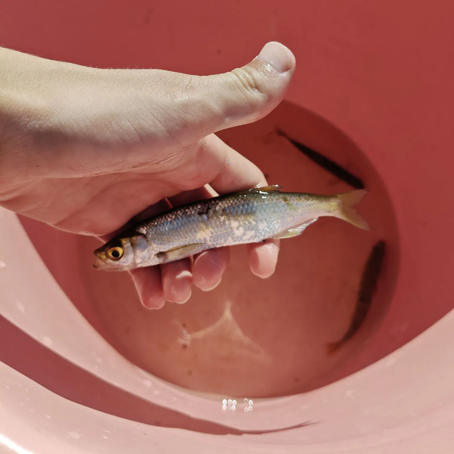 The most recent Atlantic herring catches on Fishbrain