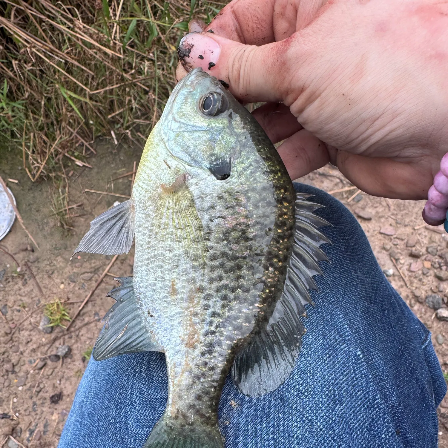 Bluegill caught on Fishbrain