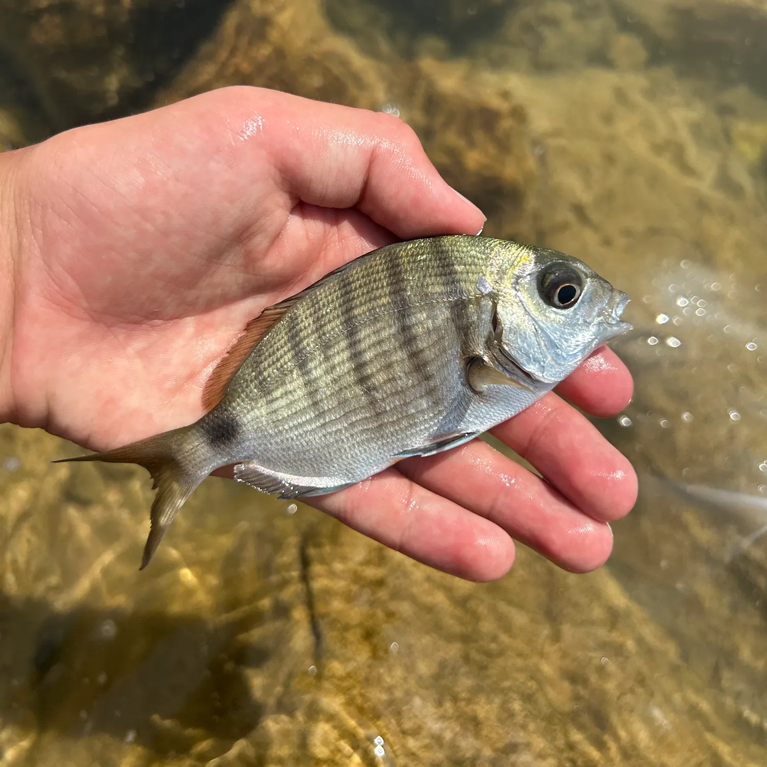 The most recent White seabream catches on Fishbrain