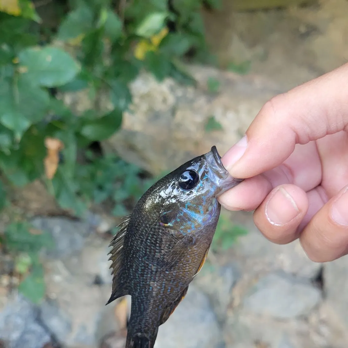 Green sunfish caught on Fishbrain