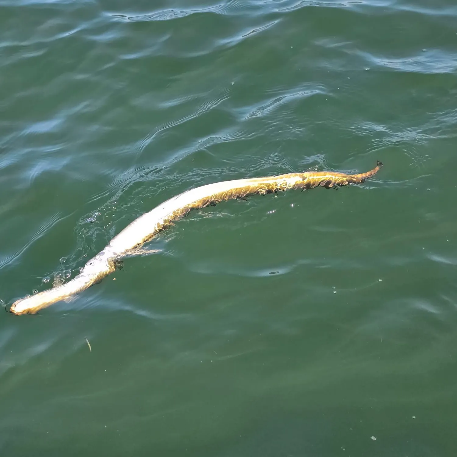 The most recent American eel catches on Fishbrain