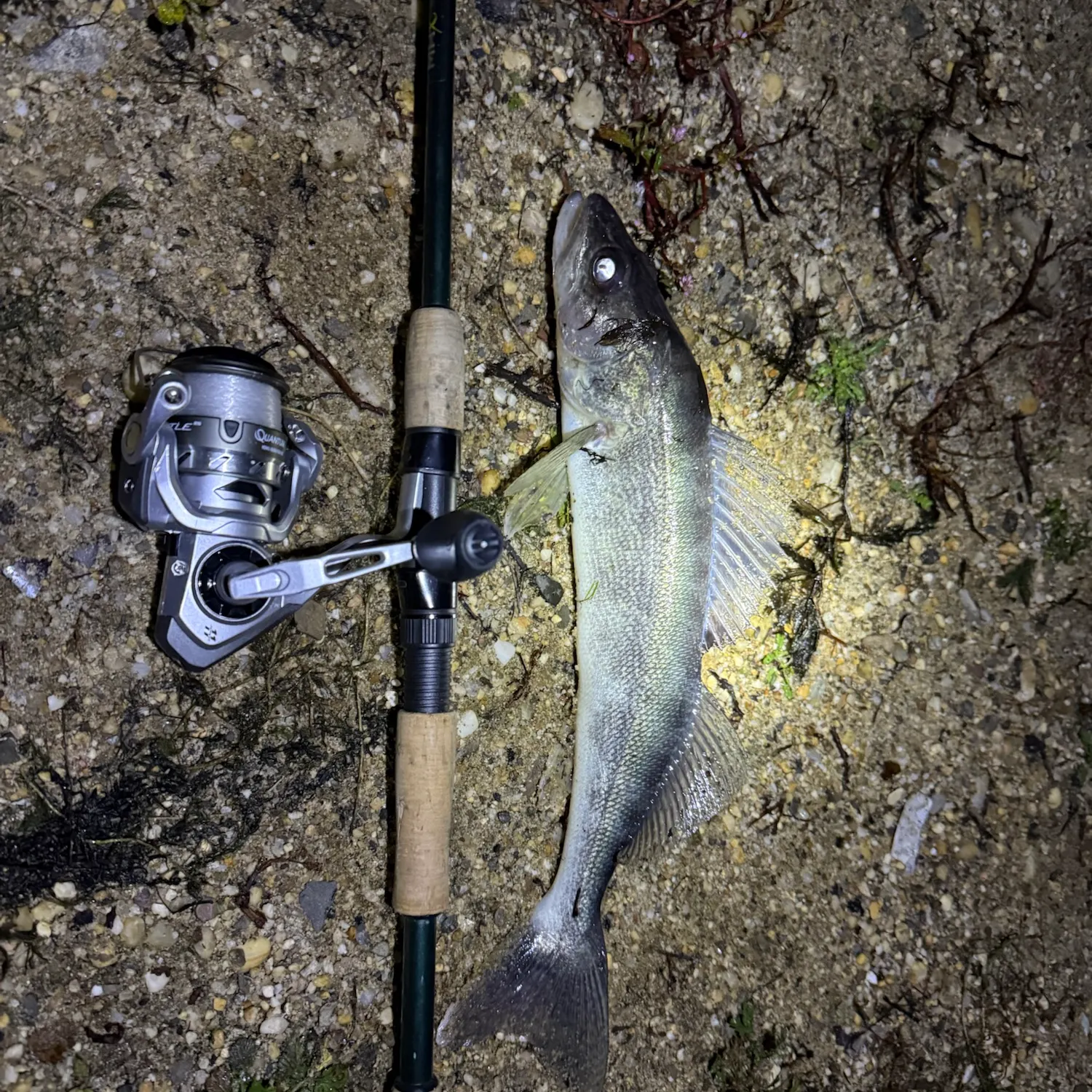 Walleye caught on Fishbrain