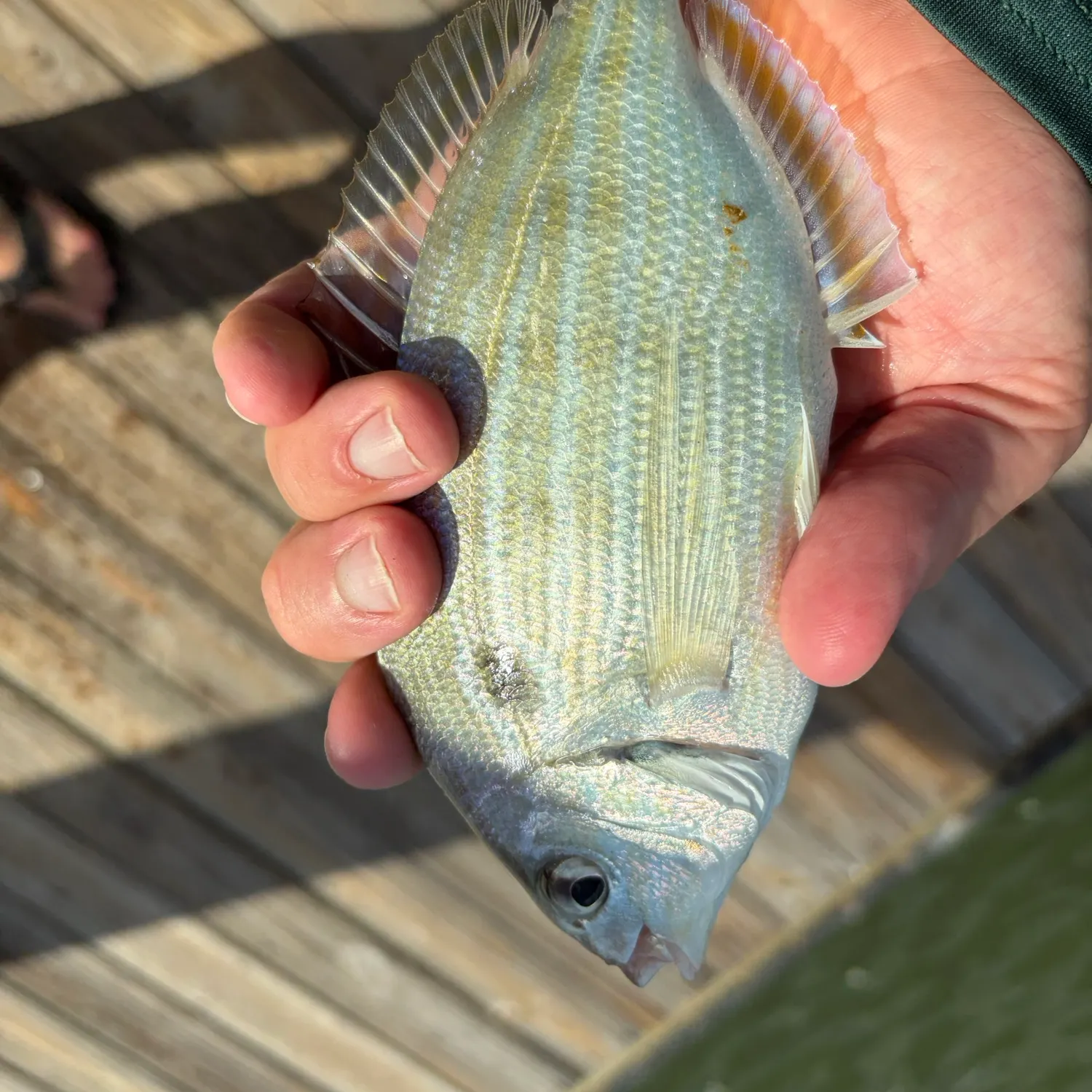 Pinfish caught on Fishbrain