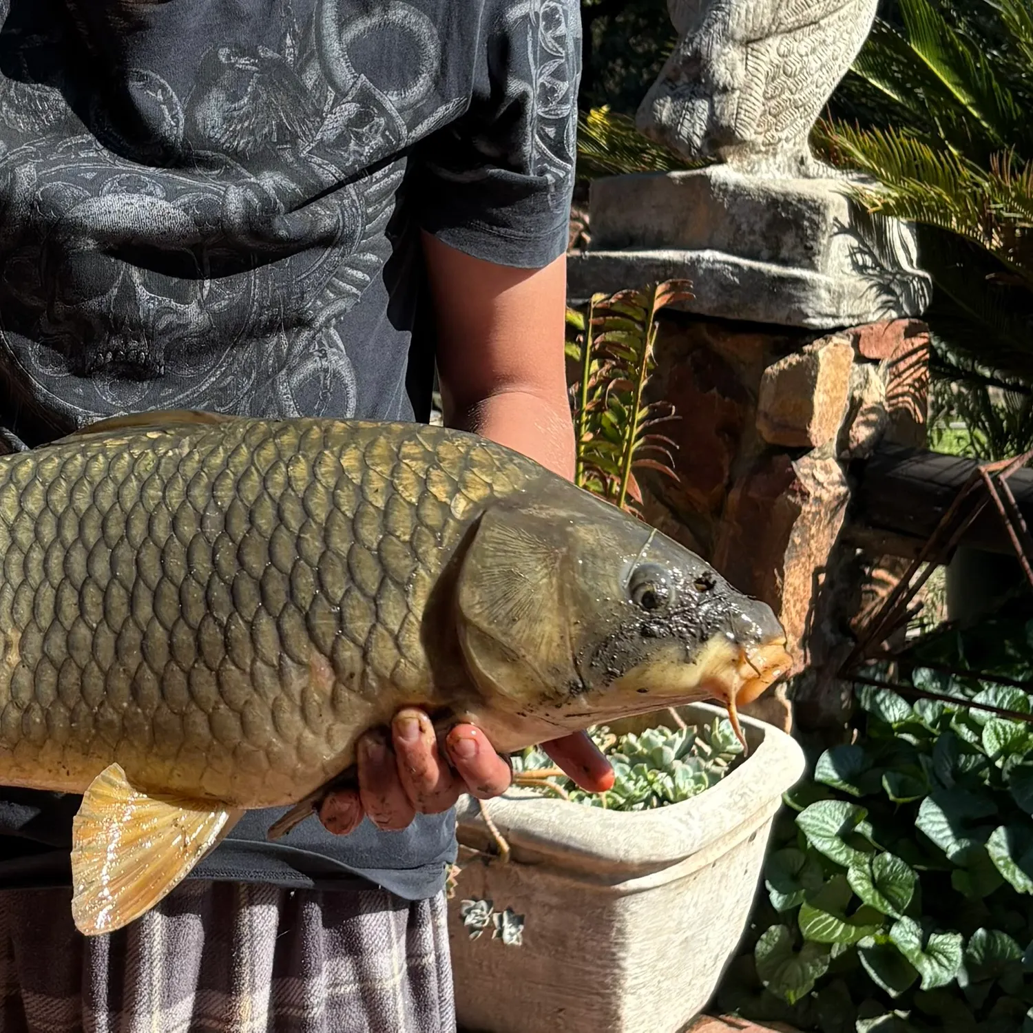 The most recent Common carp catches on Fishbrain
