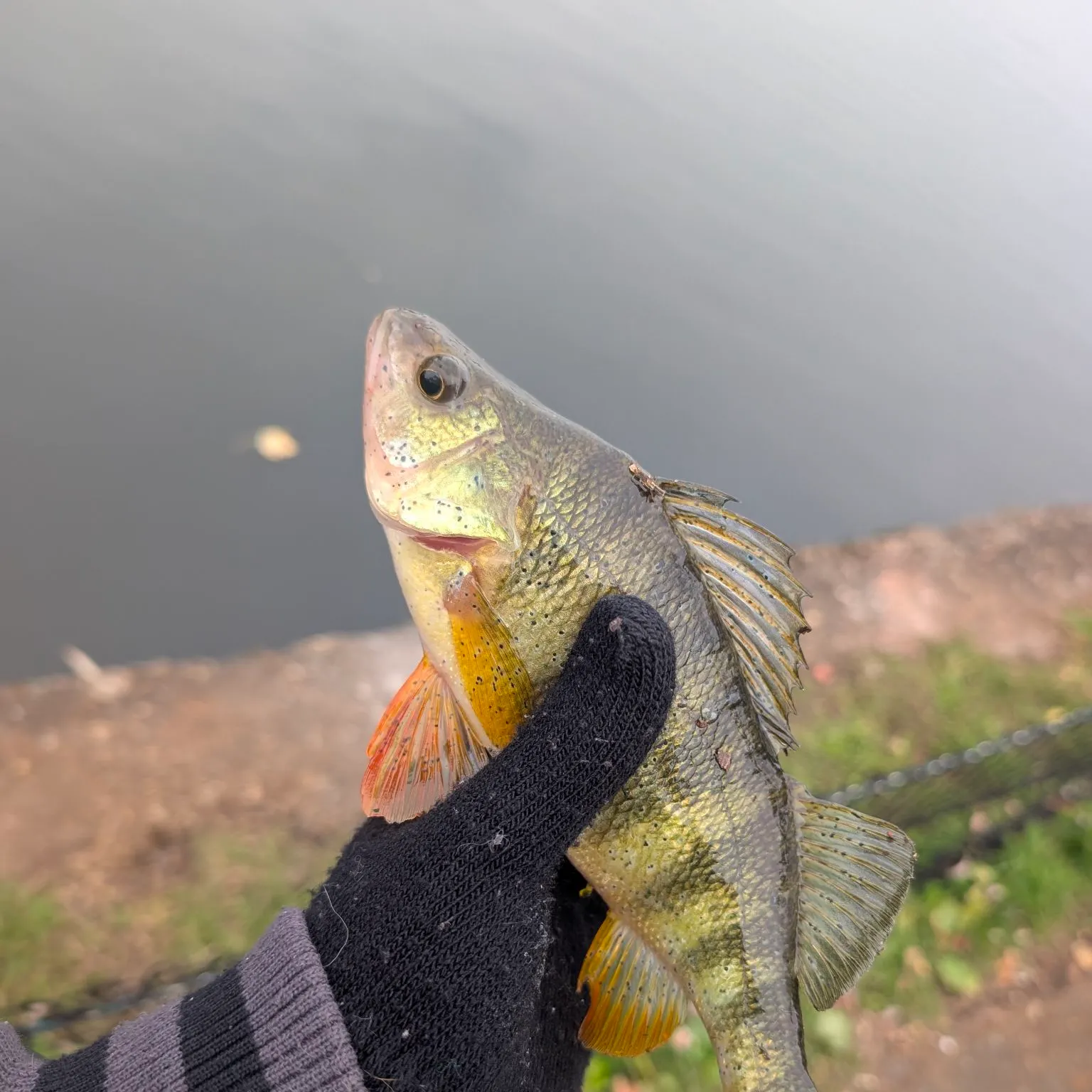 Yellow perch caught on Fishbrain