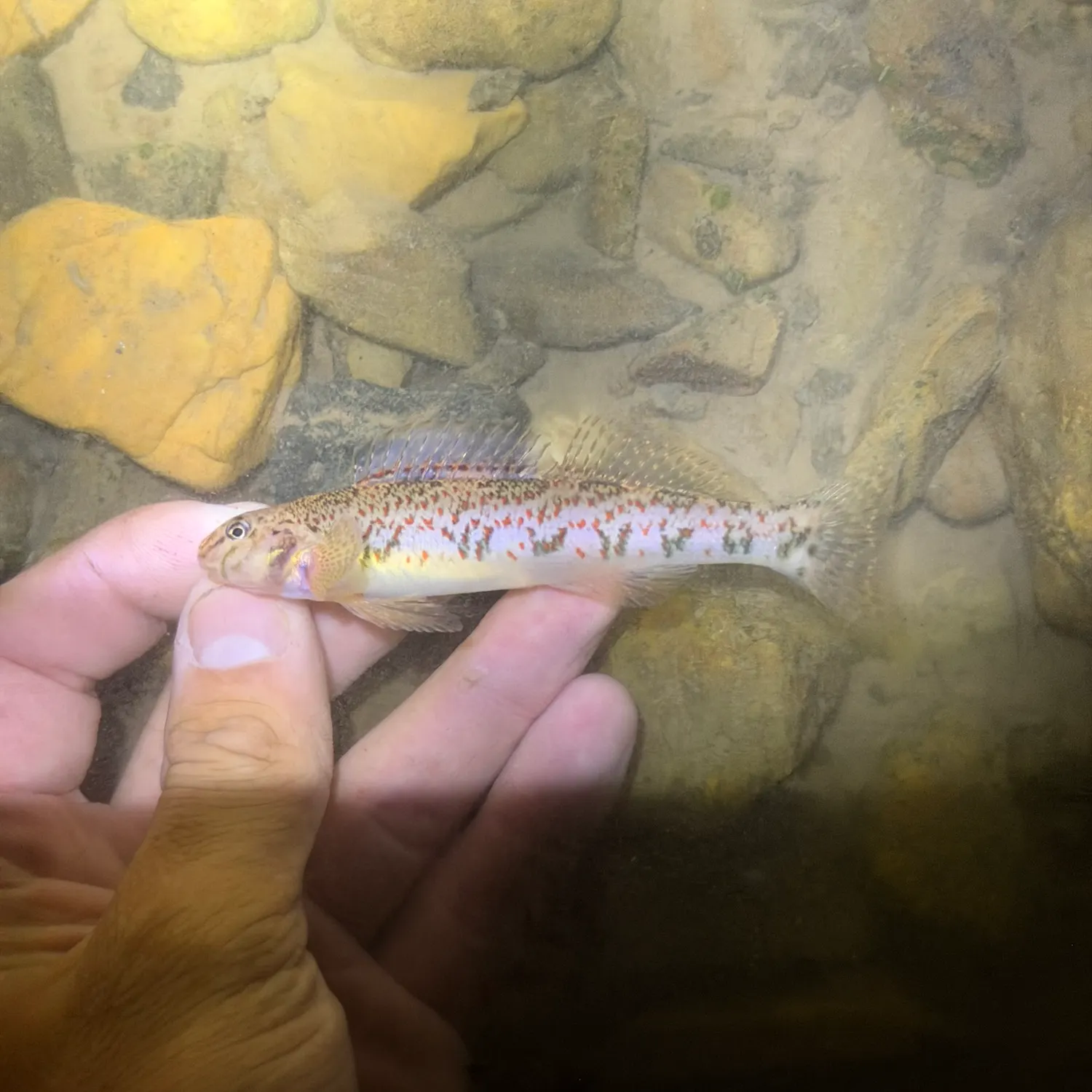 The most recent Greenside darter catches on Fishbrain