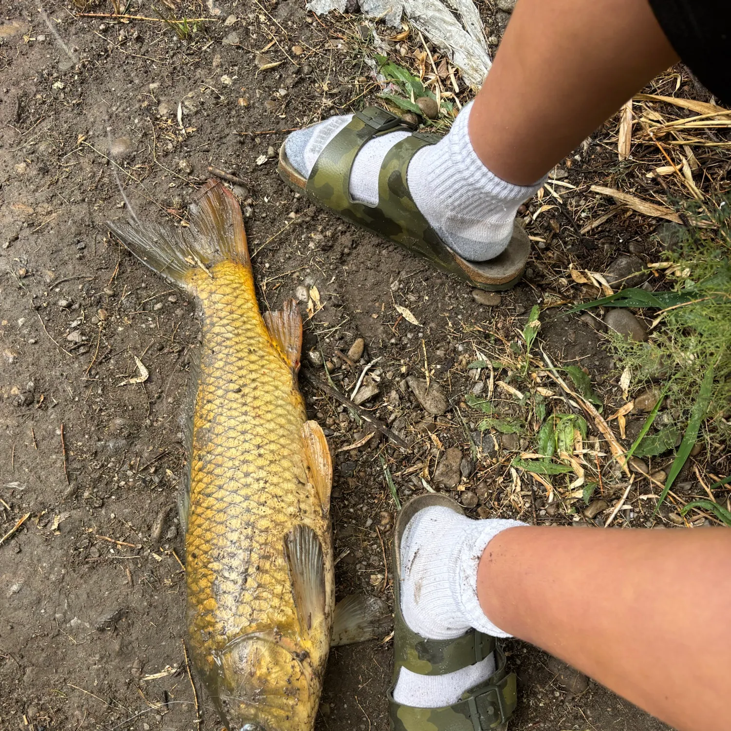 The most recent Common carp catches on Fishbrain