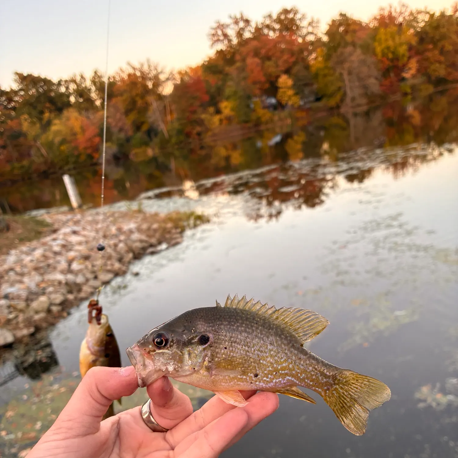 Green sunfish caught on Fishbrain