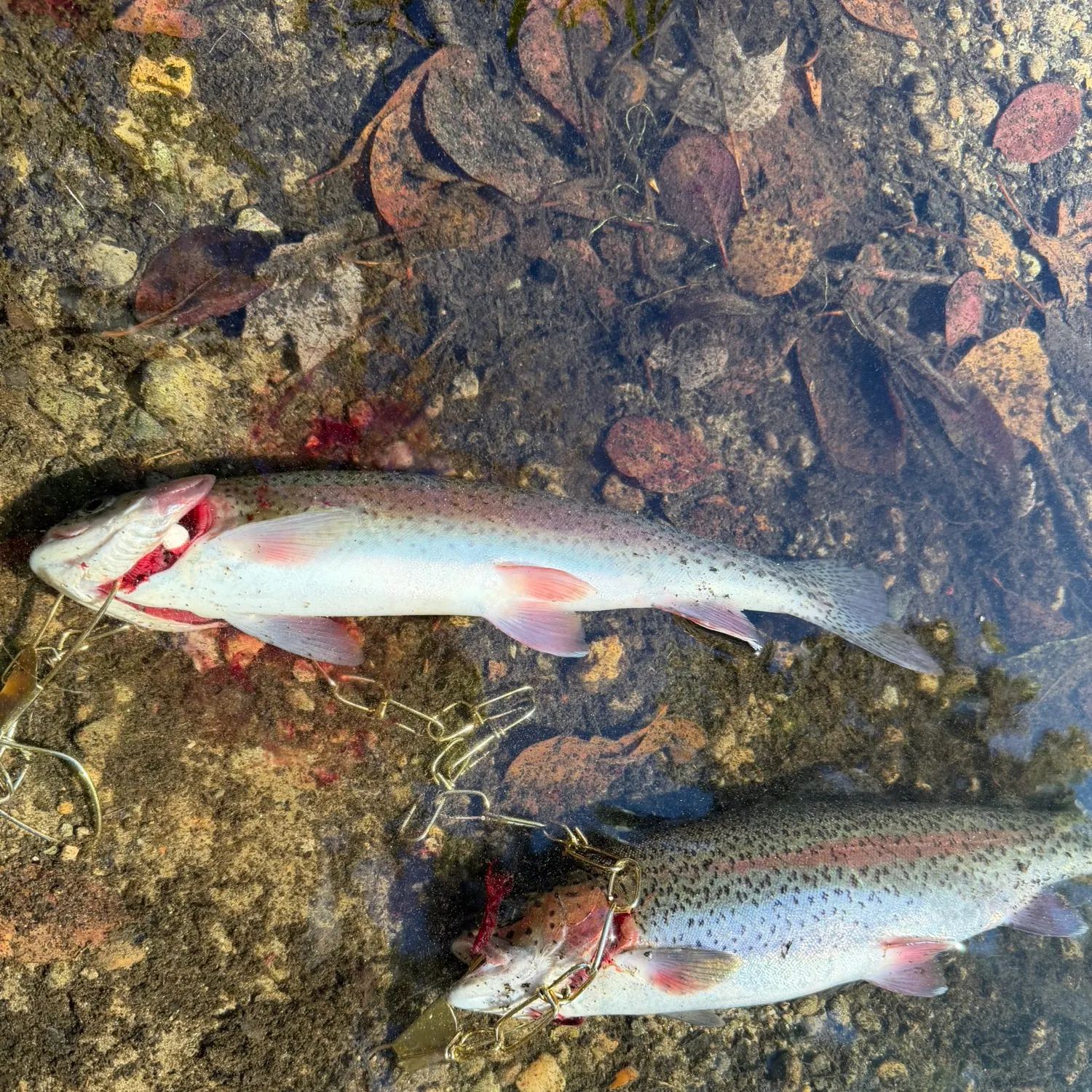 Rainbow trout caught on Fishbrain