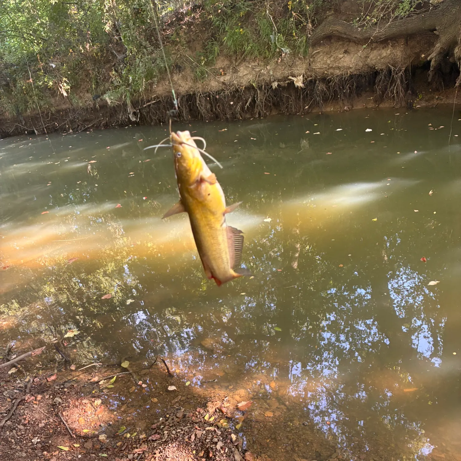 The most recent Yellow bullhead catches on Fishbrain
