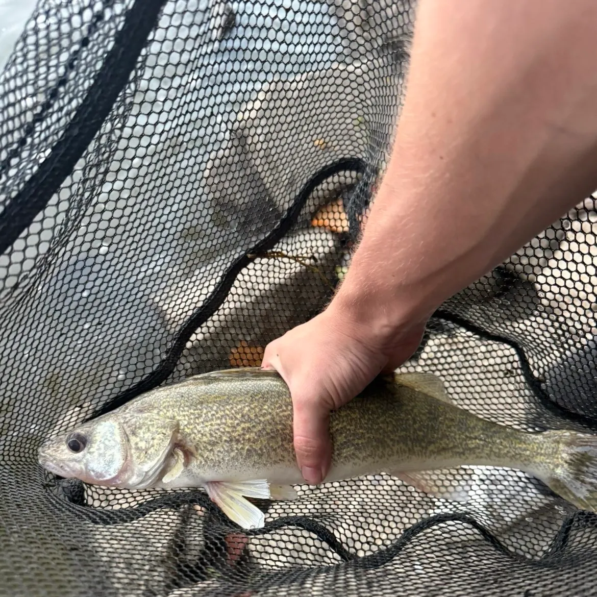 Walleye caught on Fishbrain