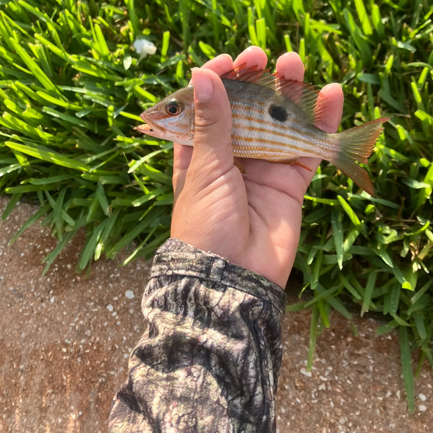 The most recent Lane snapper catches on Fishbrain