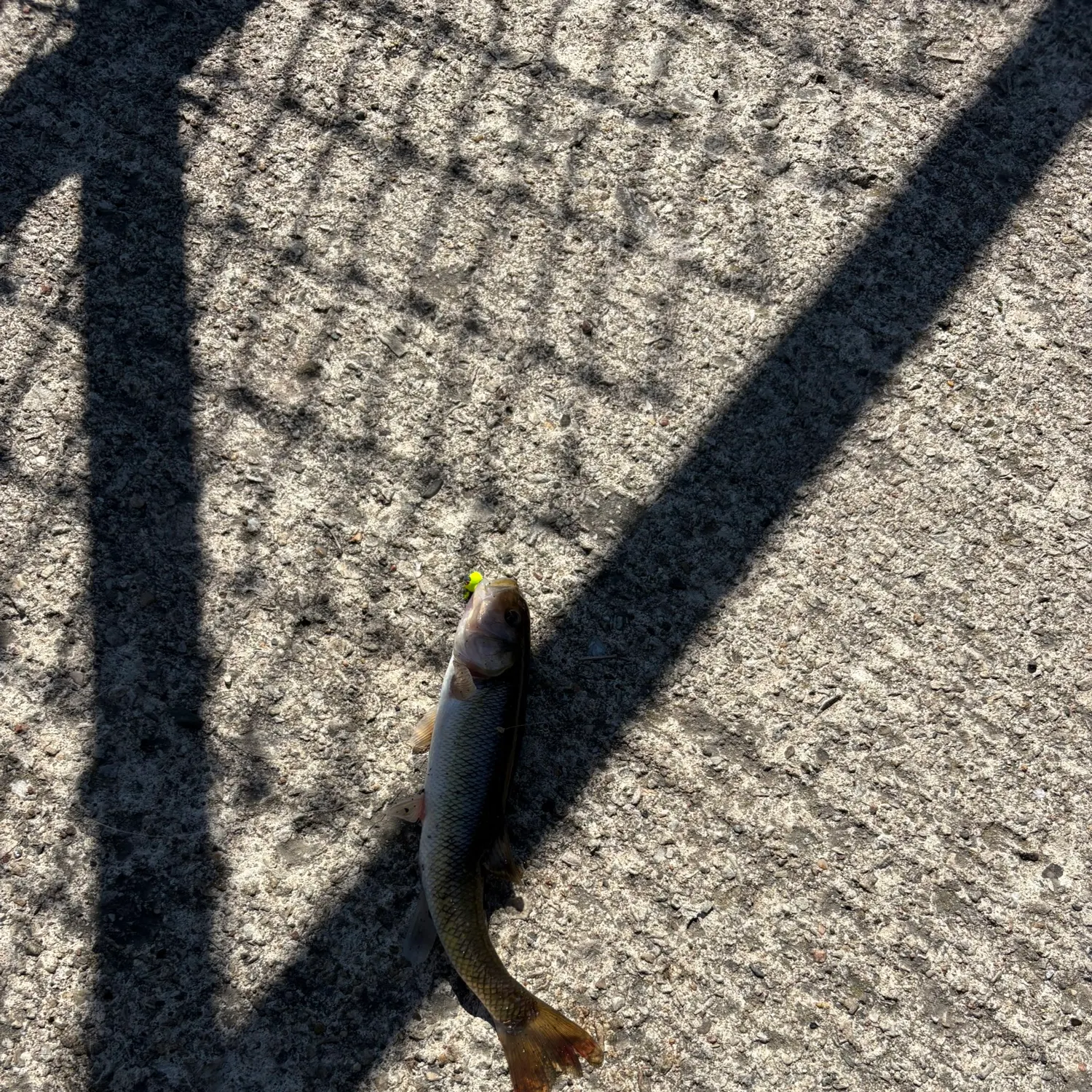 Creek chub caught on Fishbrain