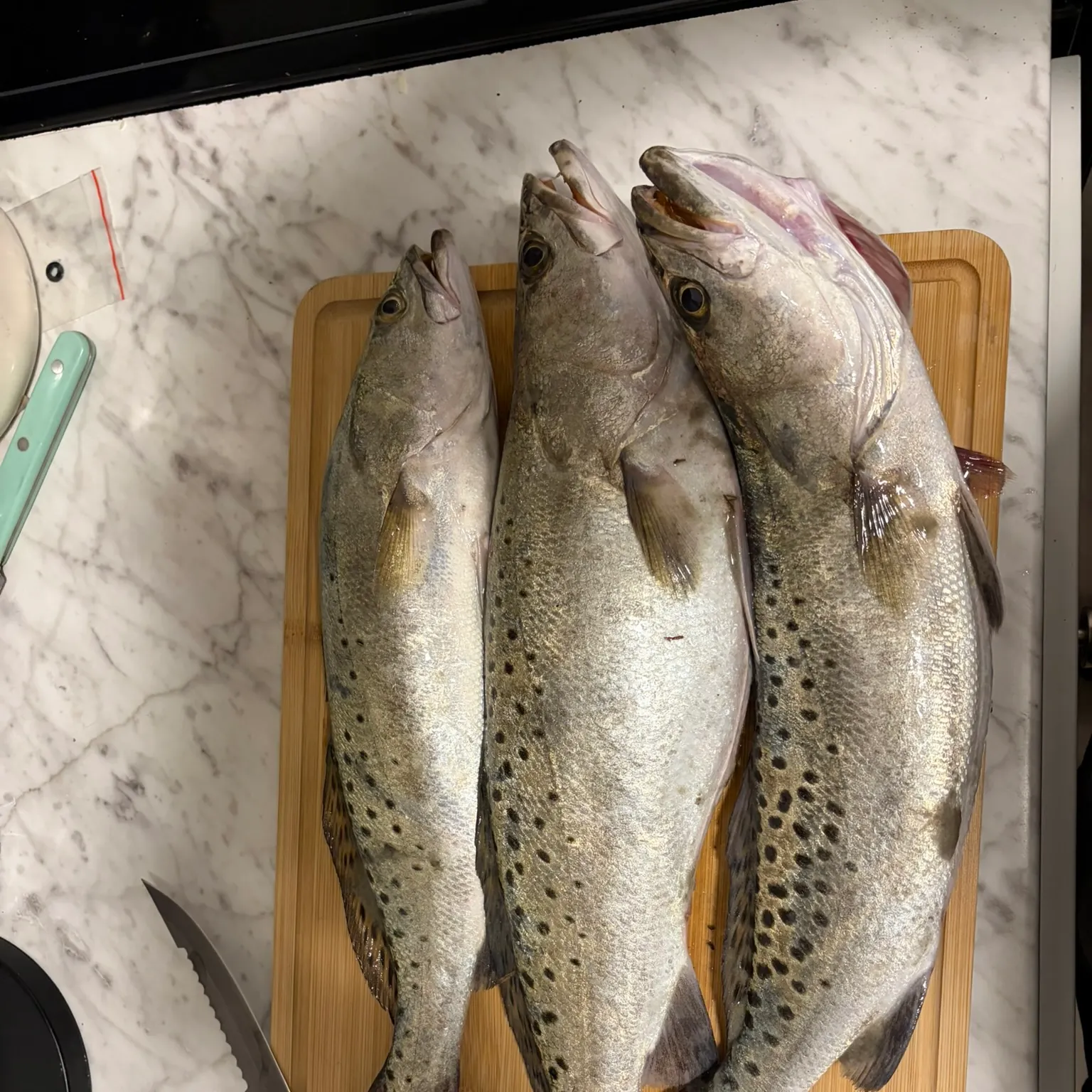 recently logged catches