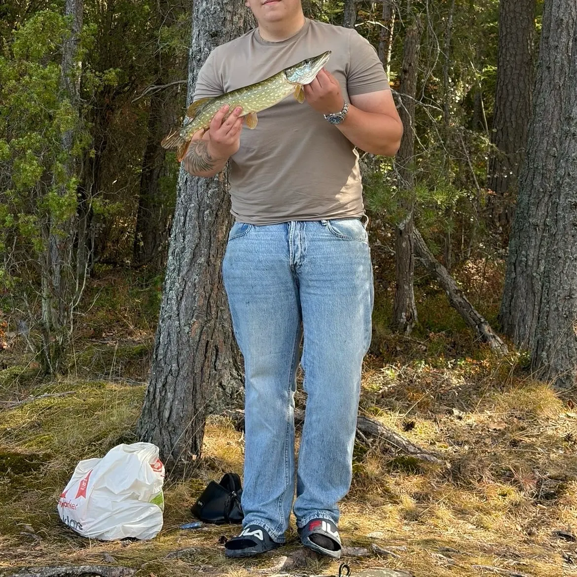 Northern pike caught on Fishbrain