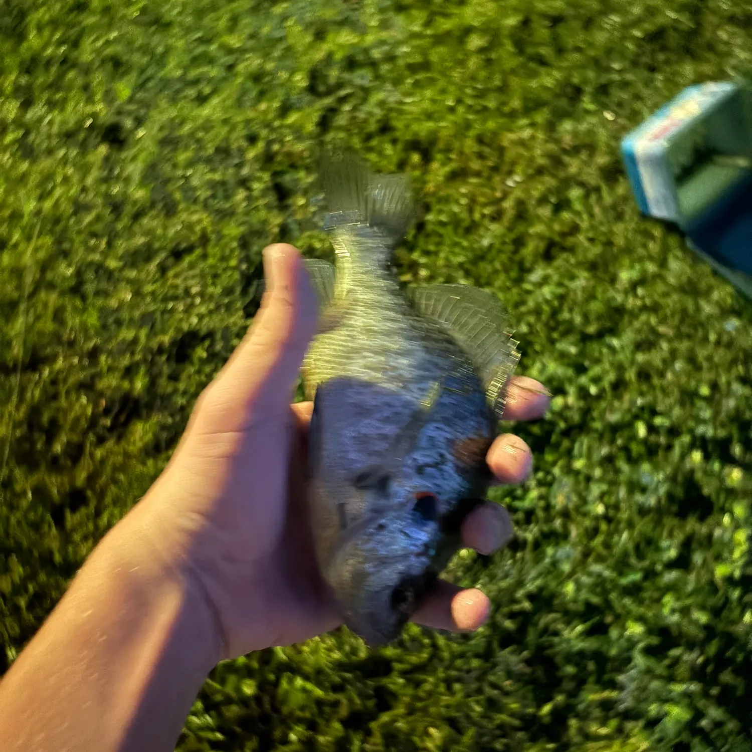 Redear sunfish caught on Fishbrain