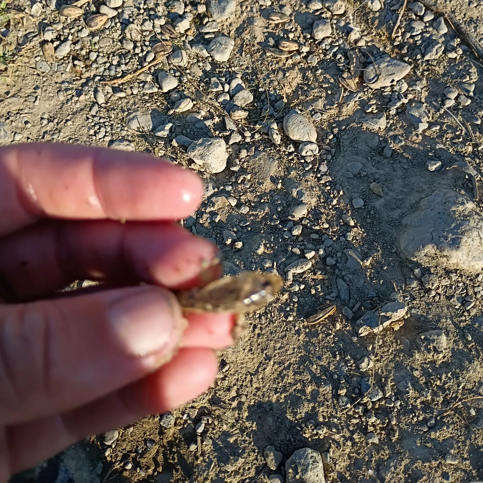 The most recent Riffle sculpin catches on Fishbrain