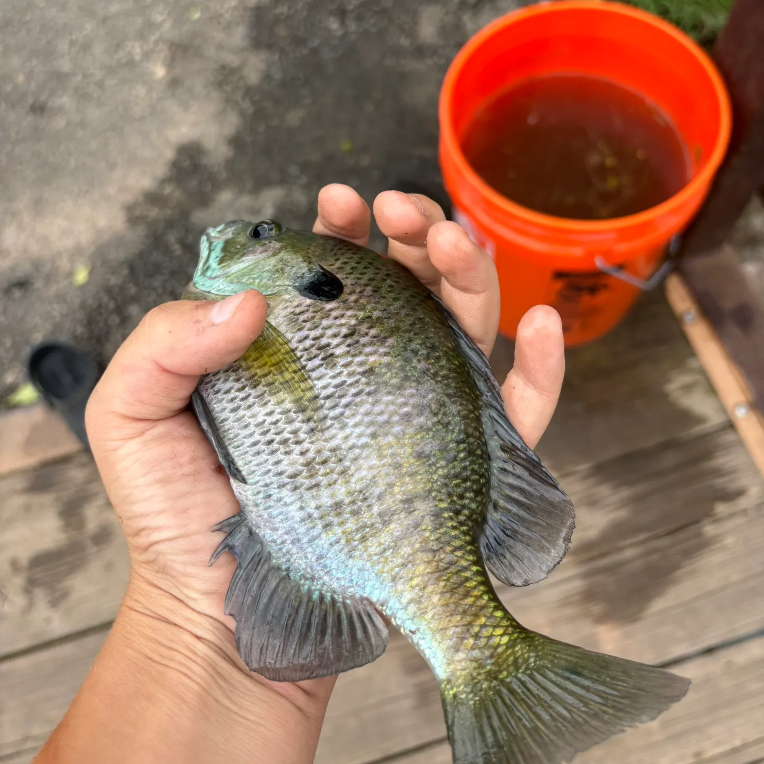Bluegill caught on Fishbrain