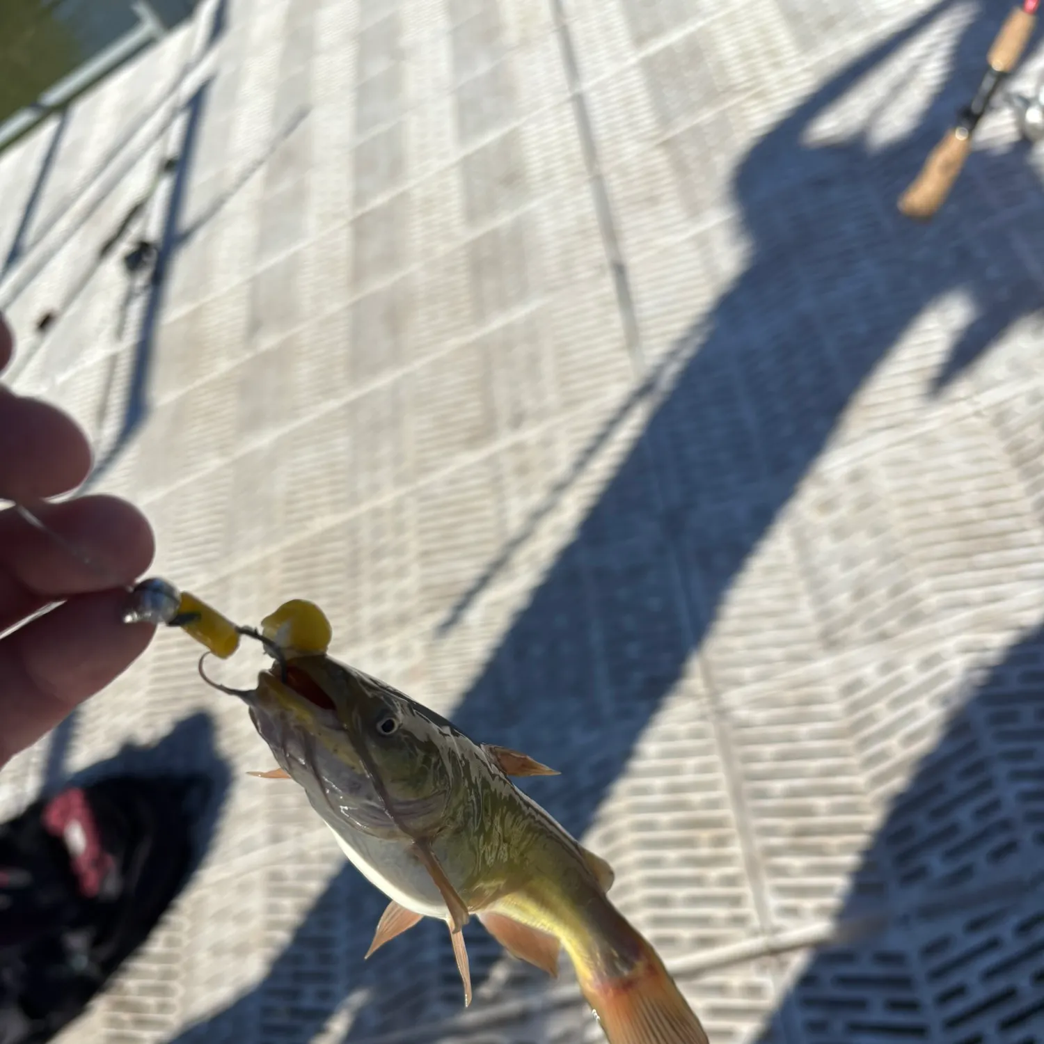 Yellow bullhead caught on Fishbrain