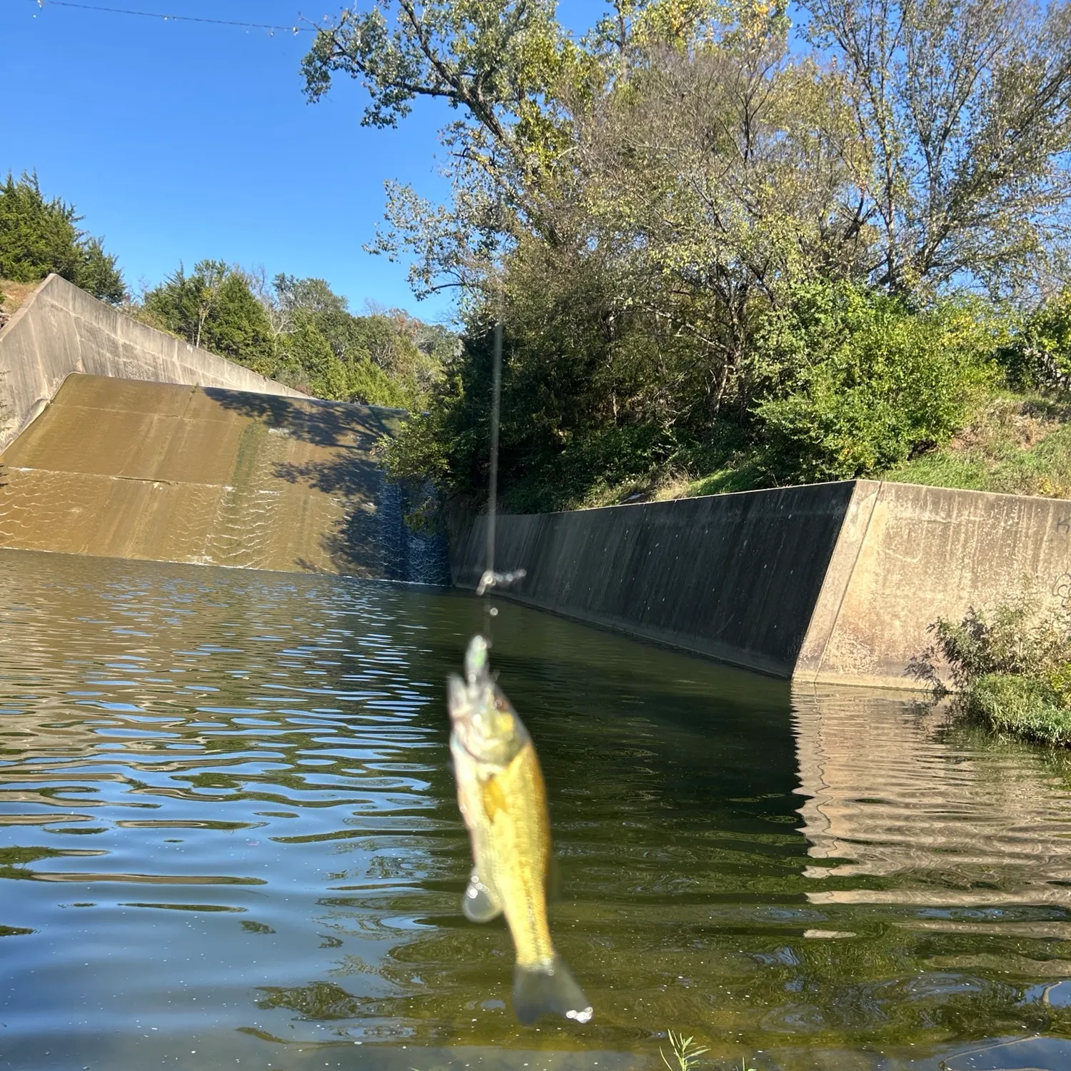 Fish caught on Fishbrain