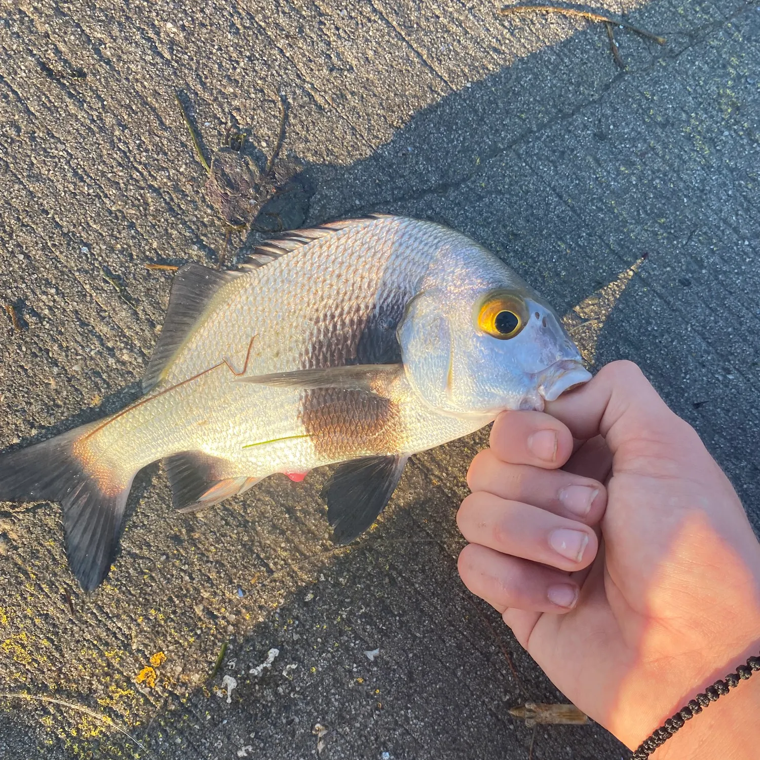 The most recent Black margate catches on Fishbrain