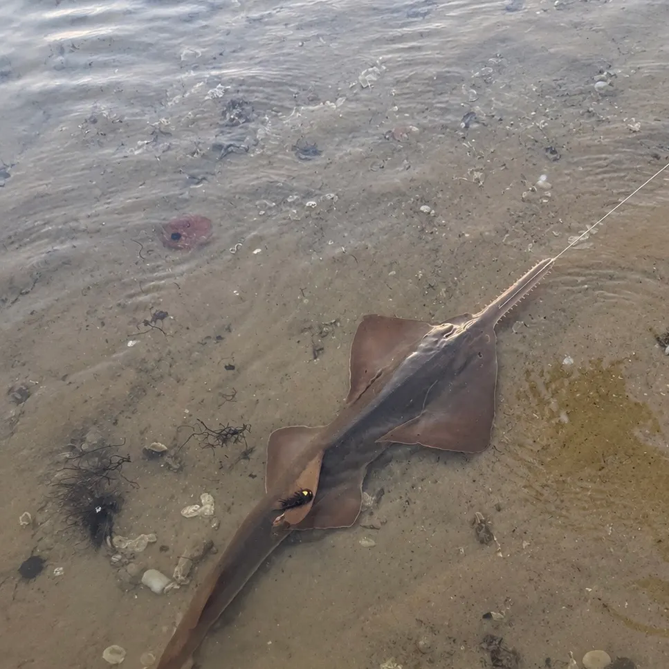 The most recent Smalltooth sawfish catches on Fishbrain