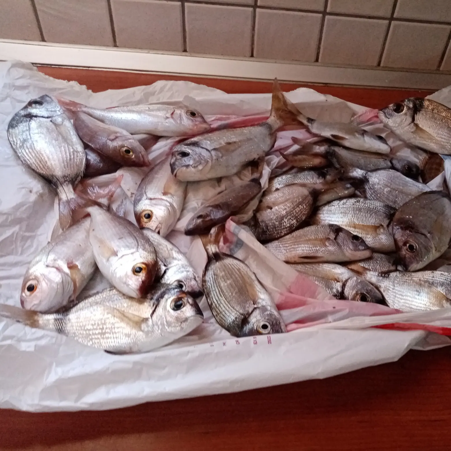 recently logged catches