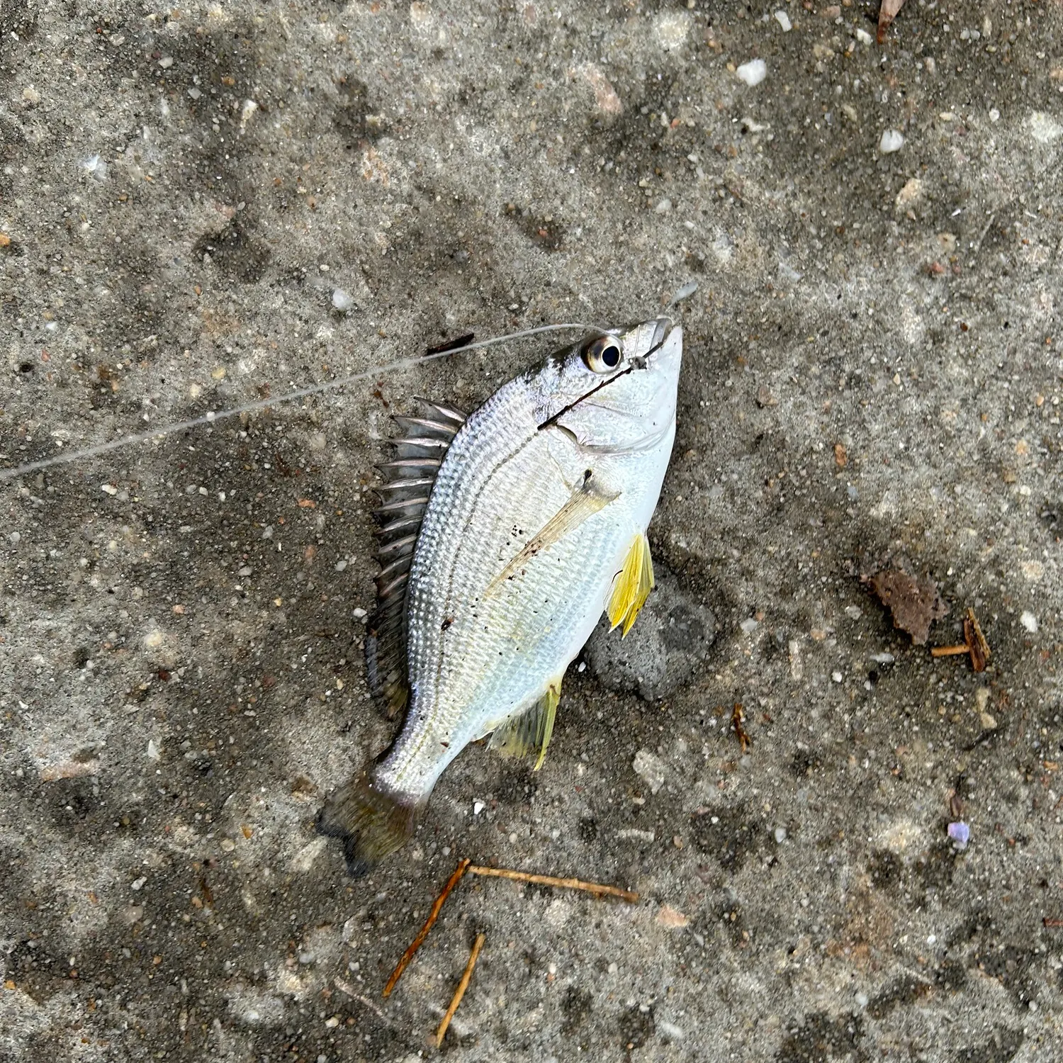 Southern black bream caught on Fishbrain