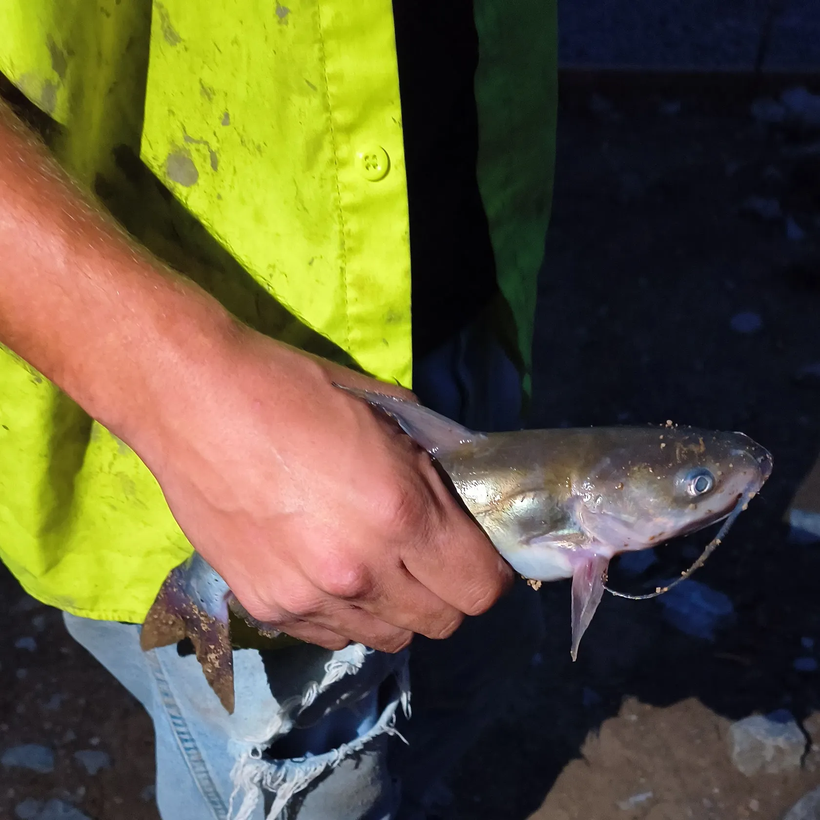 Channel catfish caught on Fishbrain