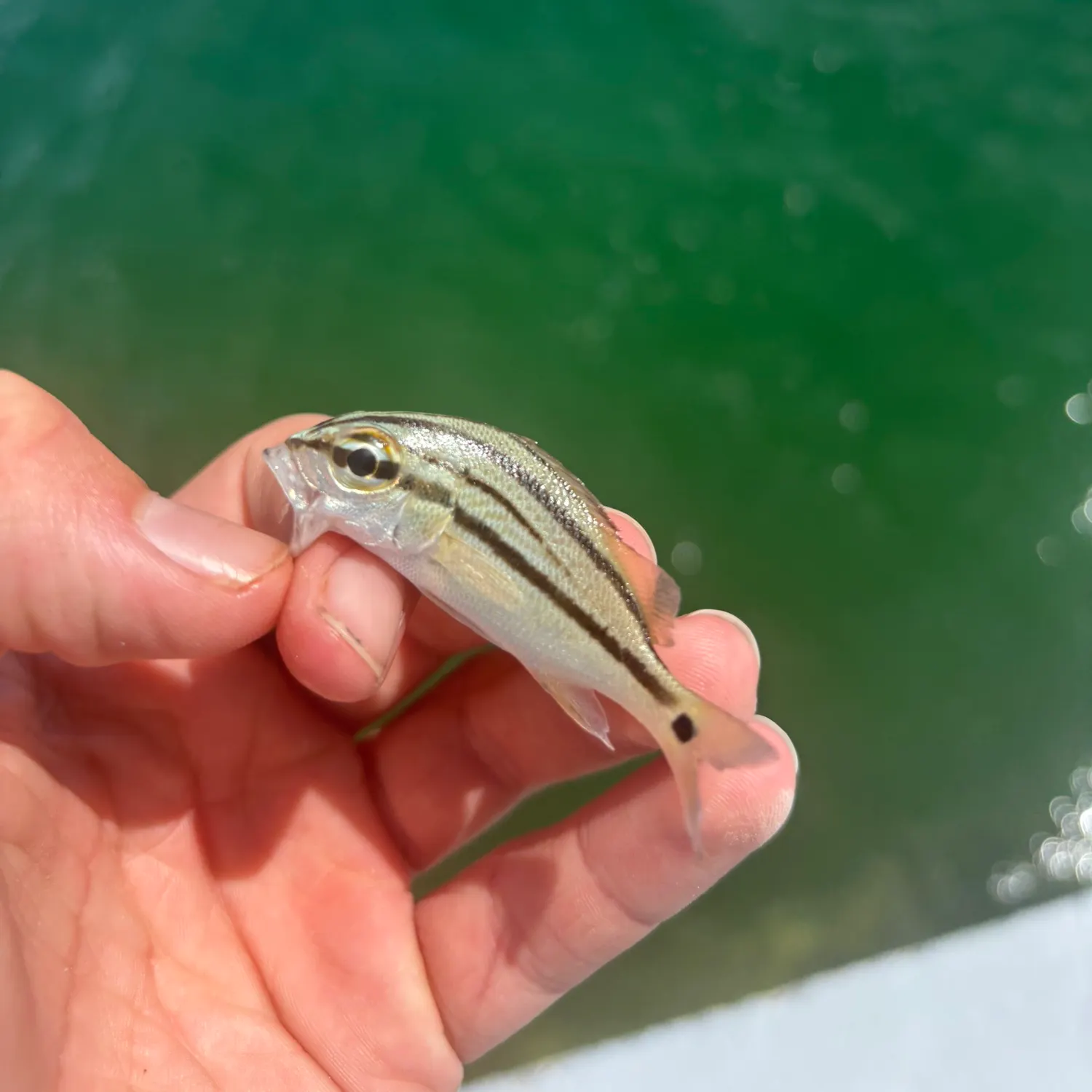 The most recent Caesar grunt catches on Fishbrain