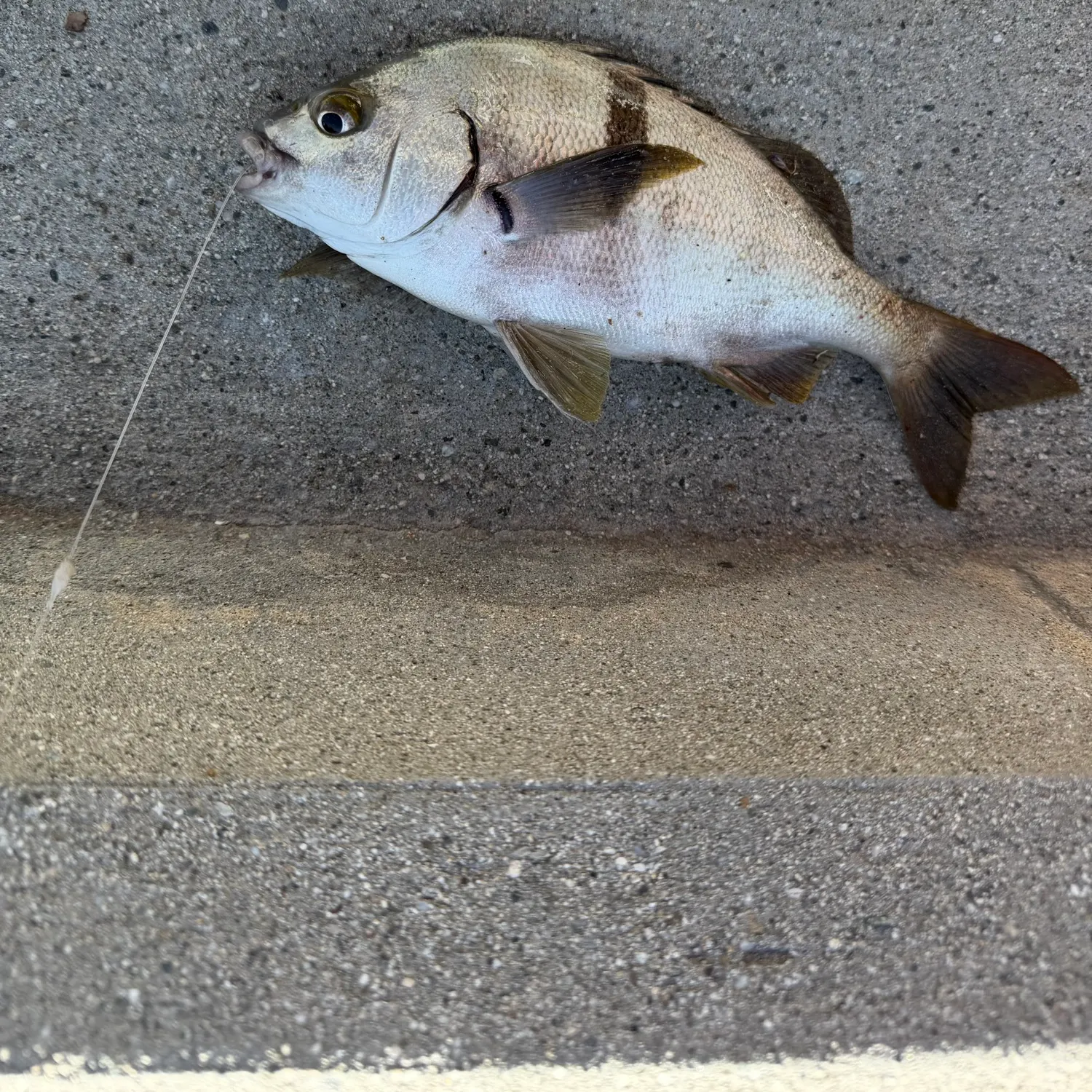 The most recent Sargo catches on Fishbrain