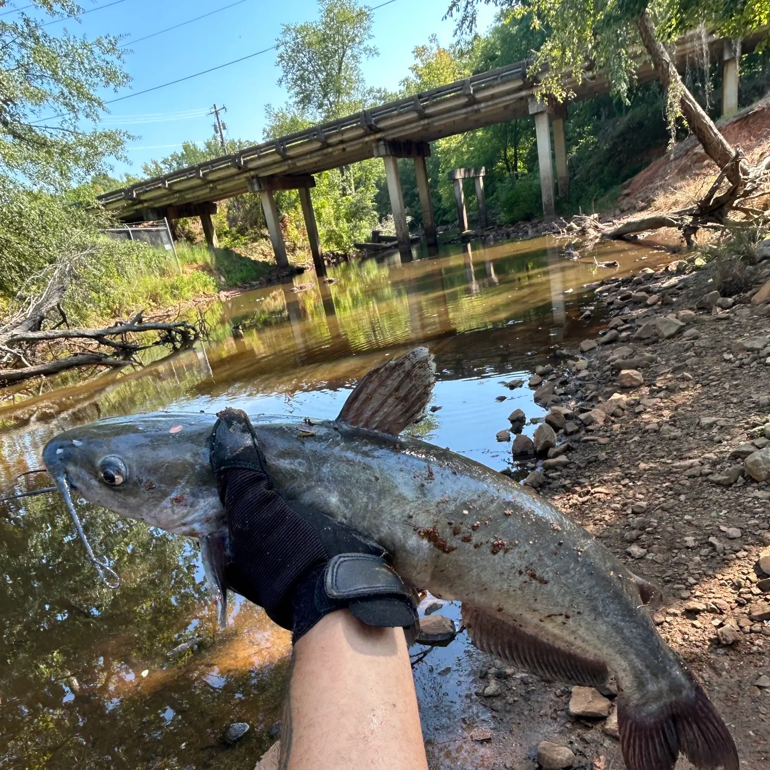 Channel catfish caught on Fishbrain