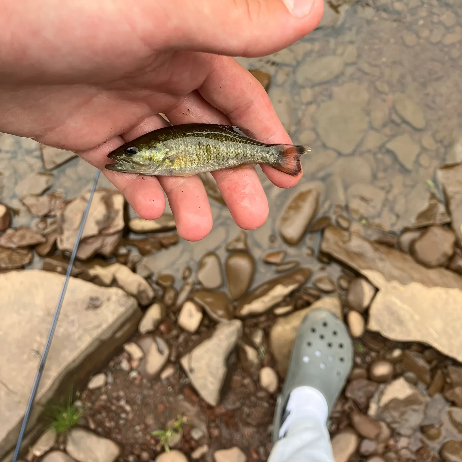 Smallmouth bass caught on Fishbrain
