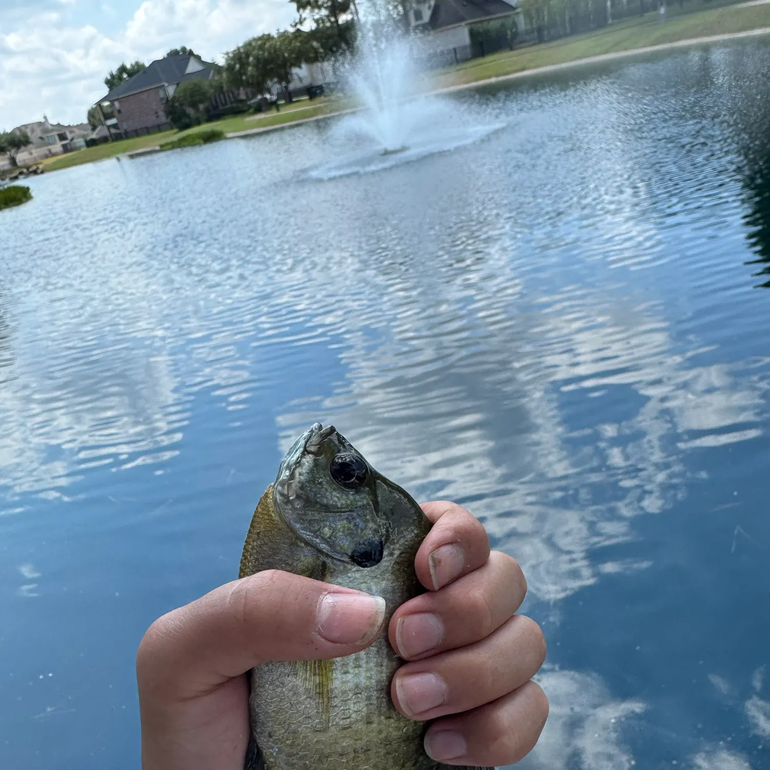 Bluegill caught on Fishbrain