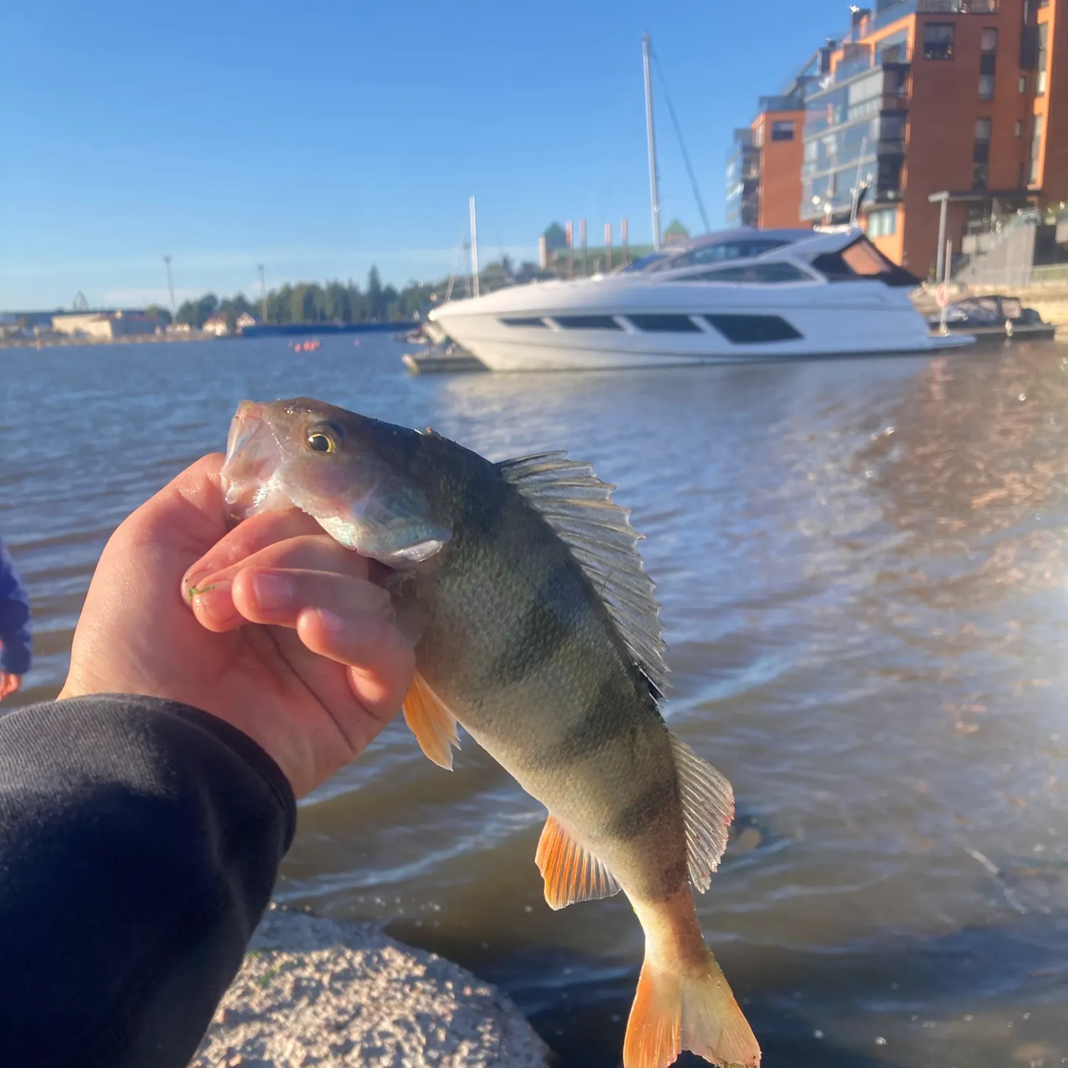European perch caught on Fishbrain