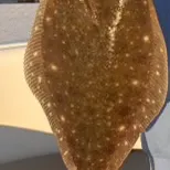 The most recent Stone Flounder catches on Fishbrain