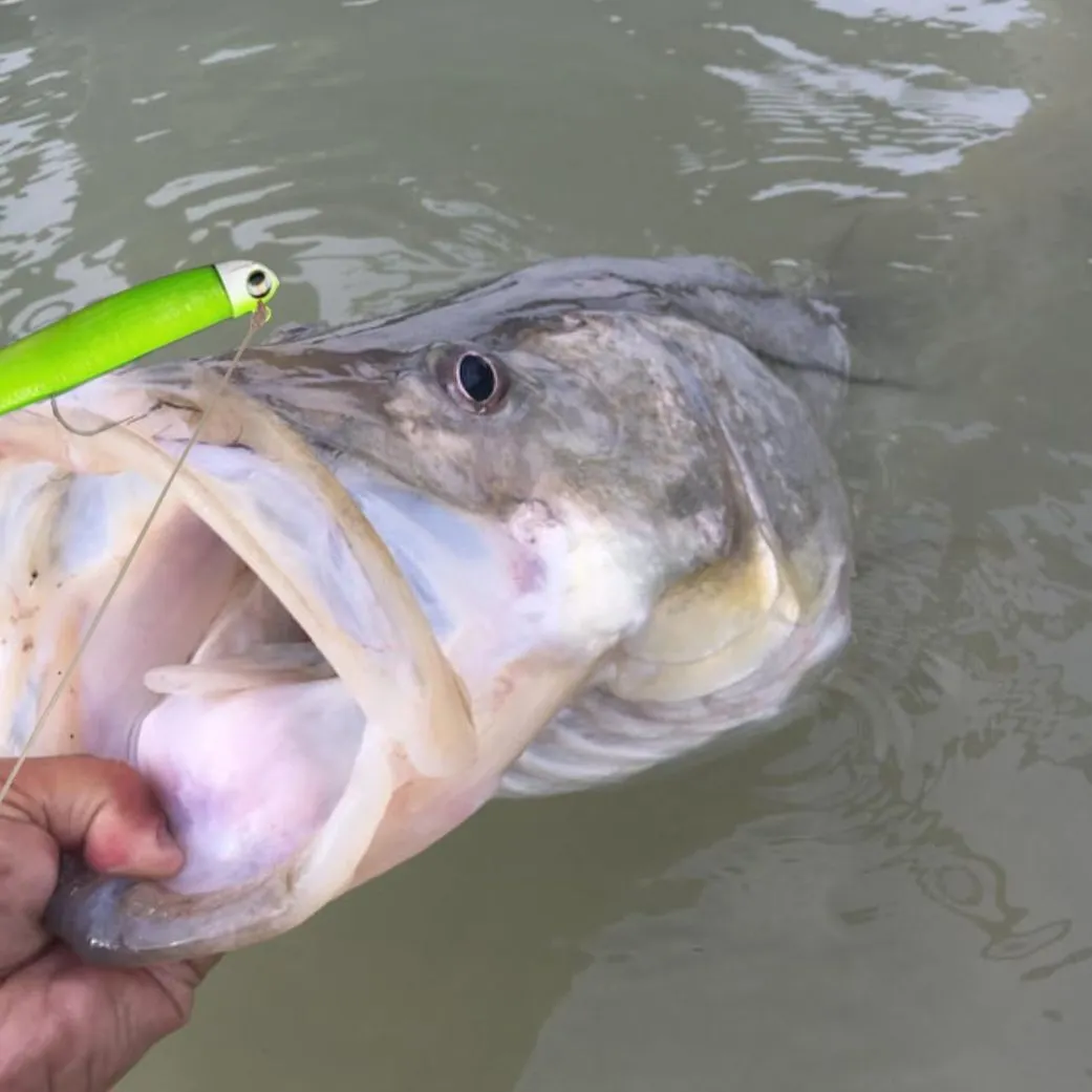 Common snook caught on Fishbrain