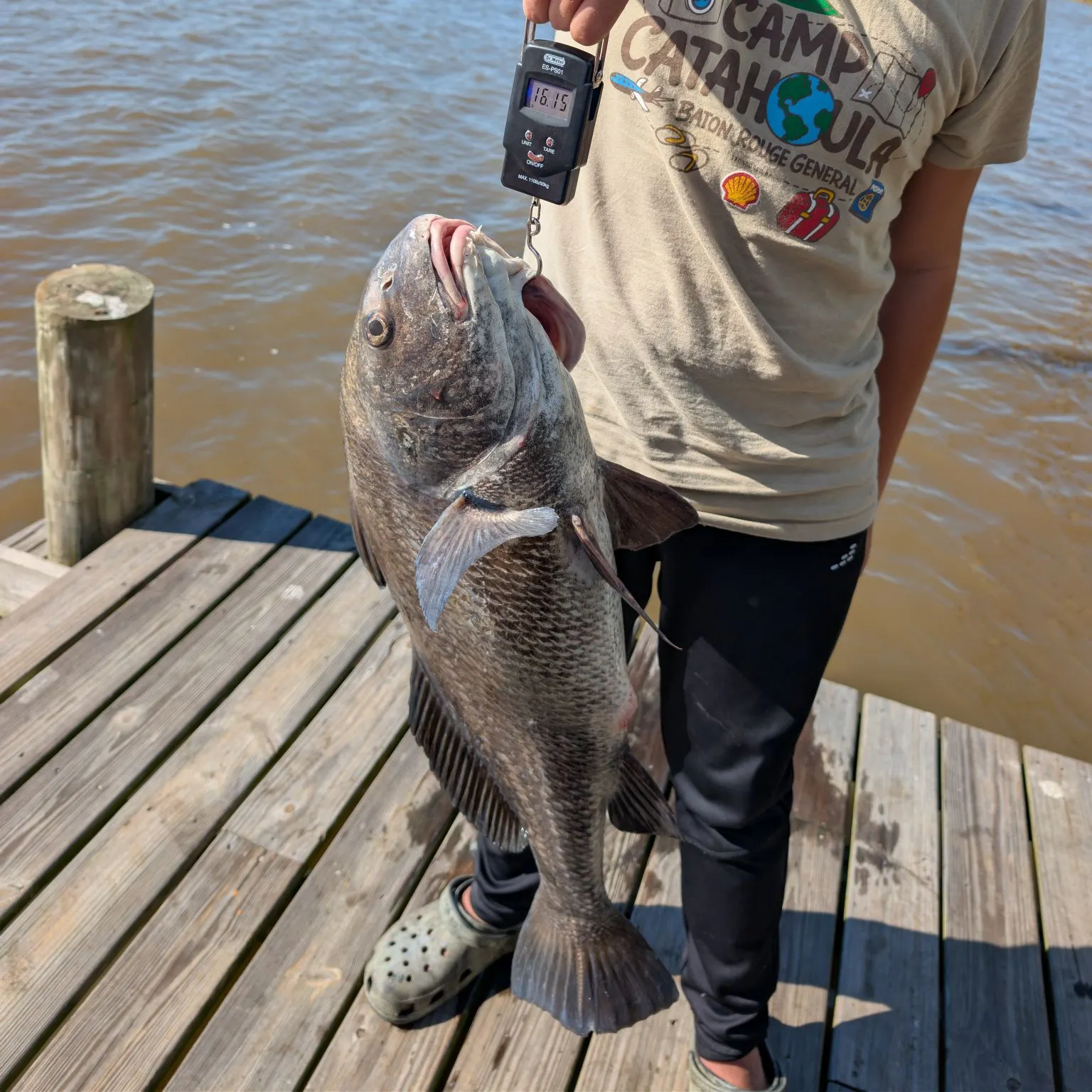 Black drum caught on Fishbrain