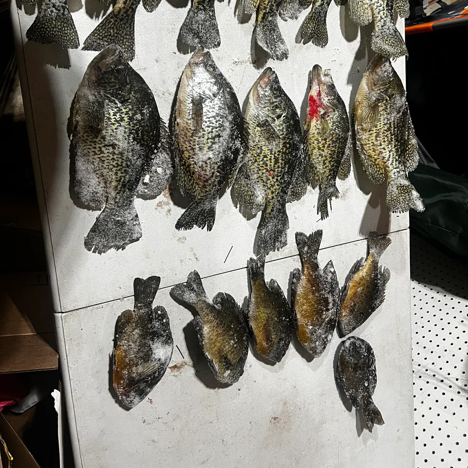 recently logged catches