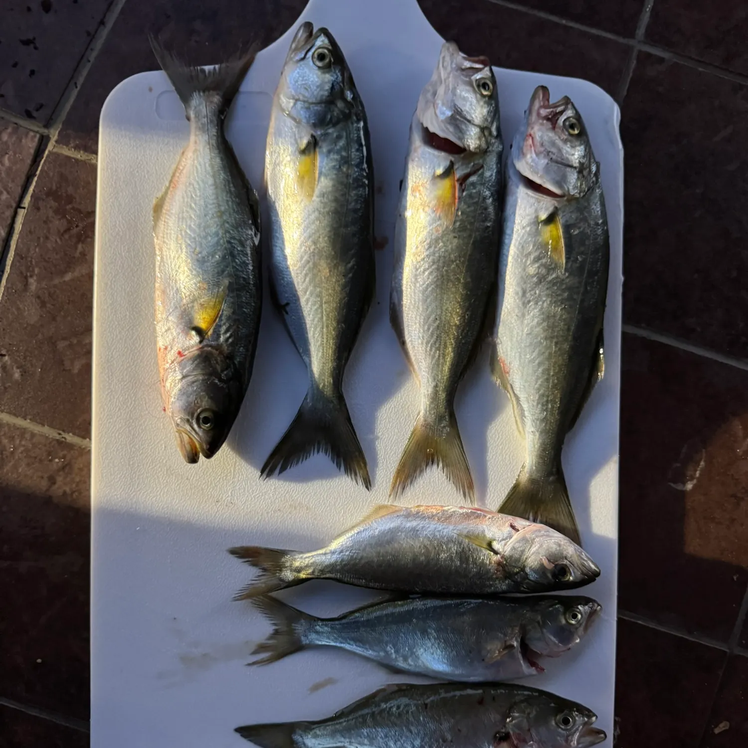 Bluefish caught on Fishbrain