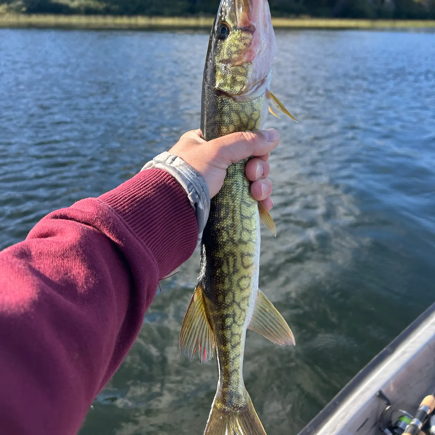 Chain pickerel caught on Fishbrain
