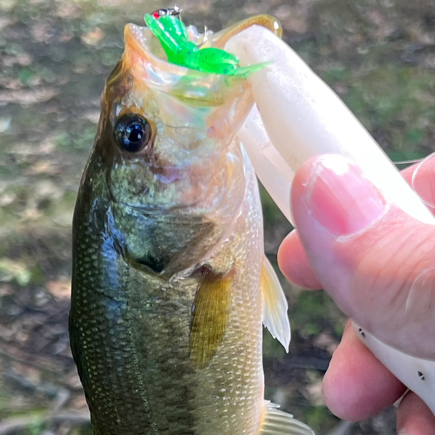 Fish caught on Fishbrain