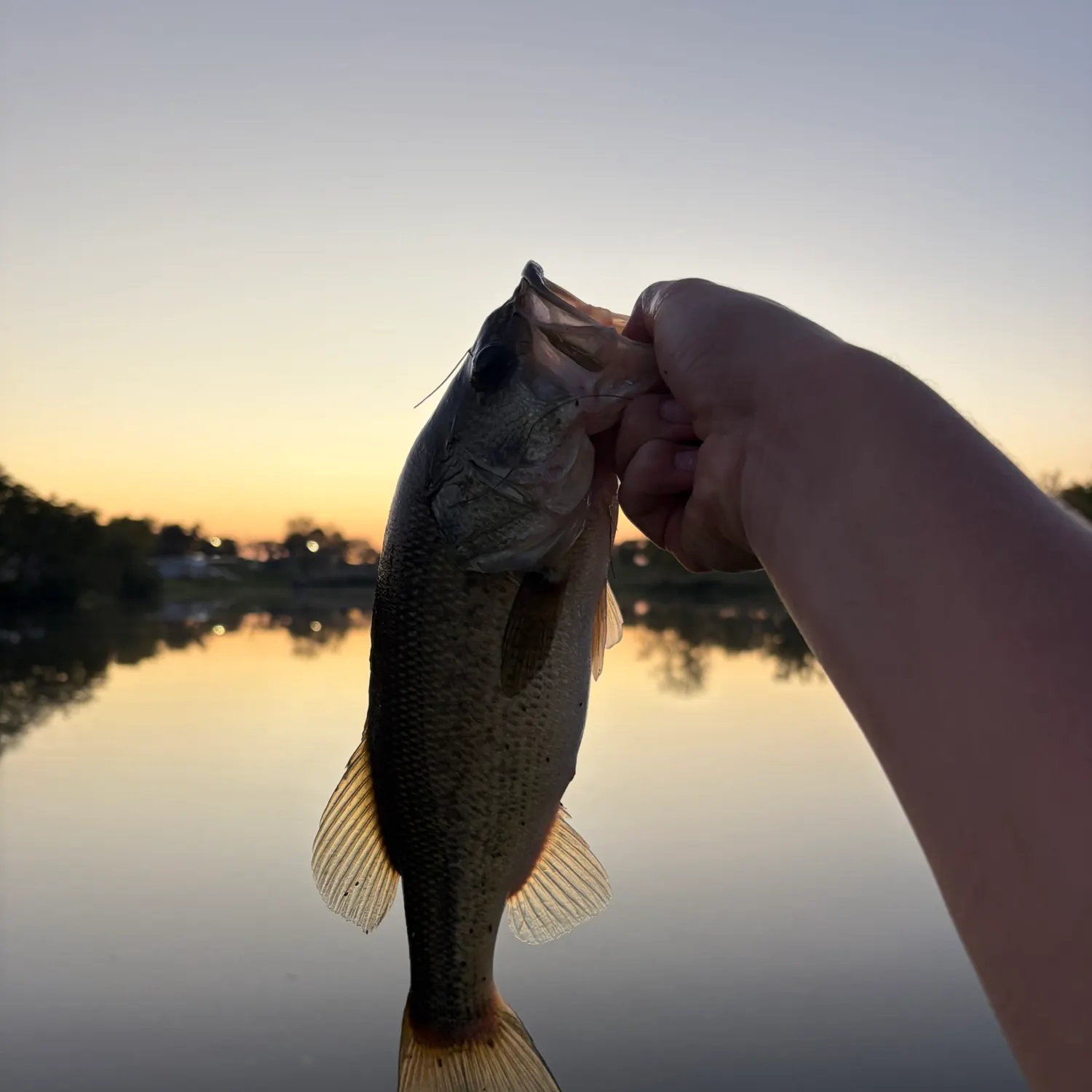 Largemouth bass caught on Fishbrain
